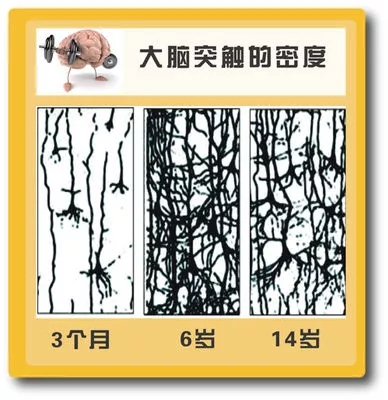 大脑突触u
