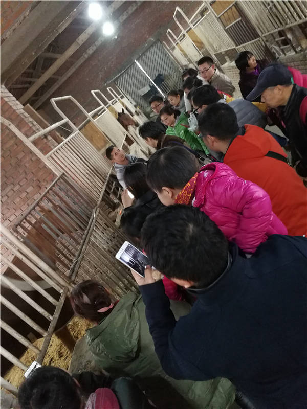 NYC纽约国际丰台丰科早教中心小小马术师活动招募