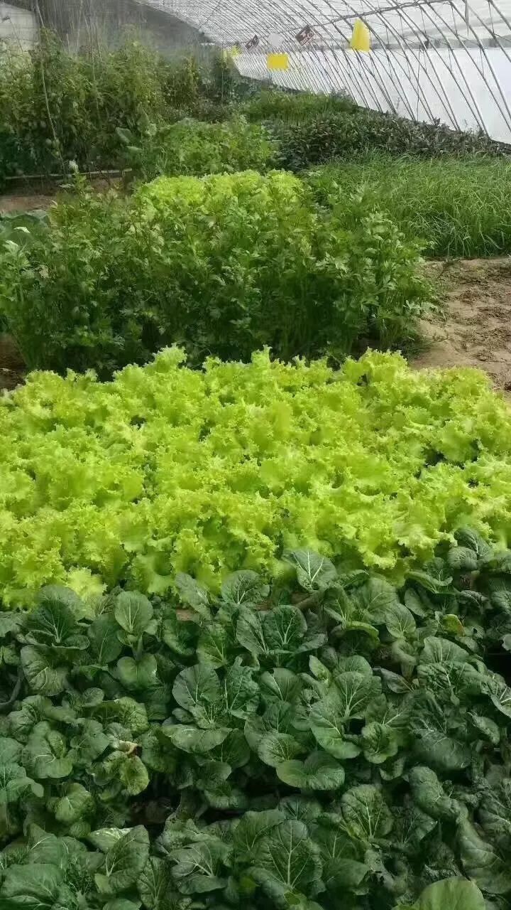 NYC房山长阳早教中心：户外活动草莓采摘招募